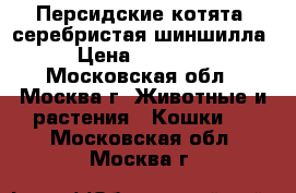 Персидские котята  серебристая шиншилла › Цена ­ 25 000 - Московская обл., Москва г. Животные и растения » Кошки   . Московская обл.,Москва г.